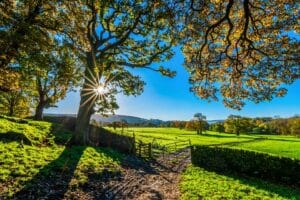 WHAT CAN YOU DO ABOUT OVERHANGING TREES? – COMMON NEIGHBOUR DISPUTES