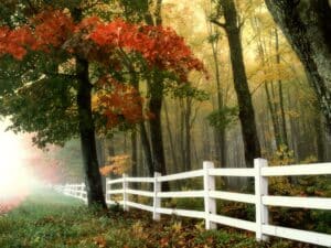 What can you do about overhanging trees? - Common Neighbour Disputes